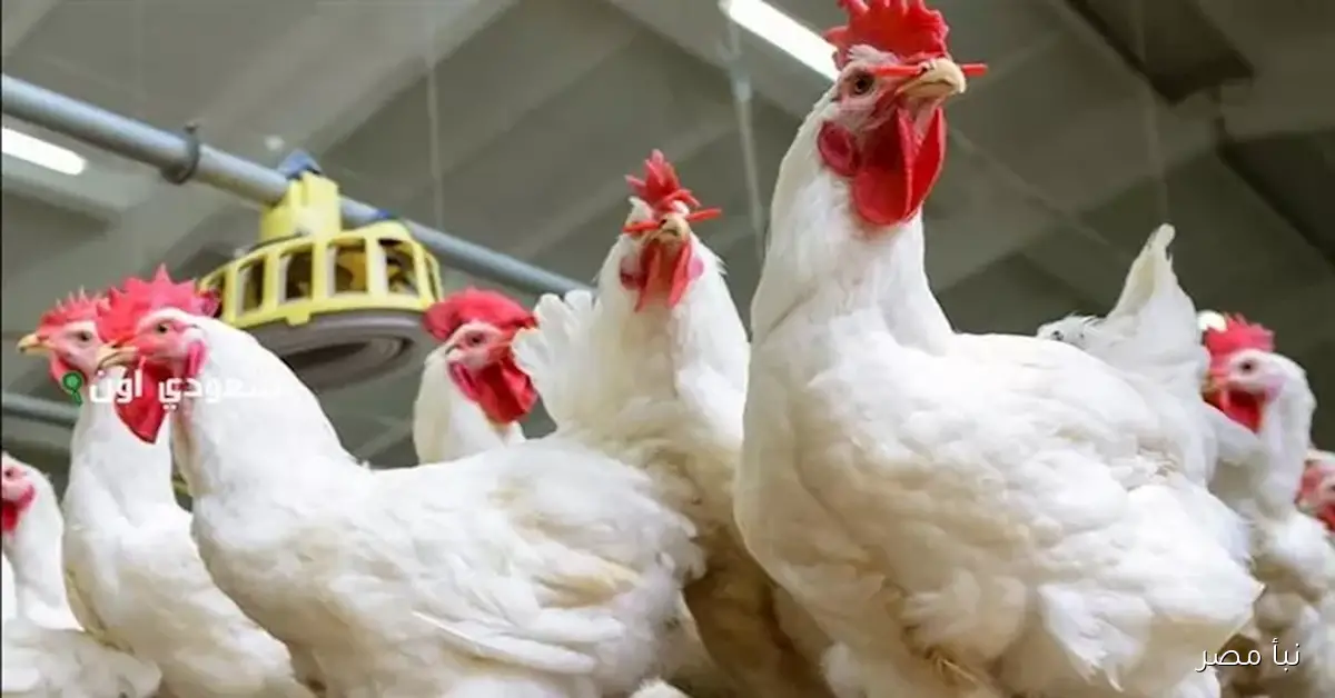 شعبة الدواجن تتوقع ارتفاع الأسعار نتيجة زيادة السولار